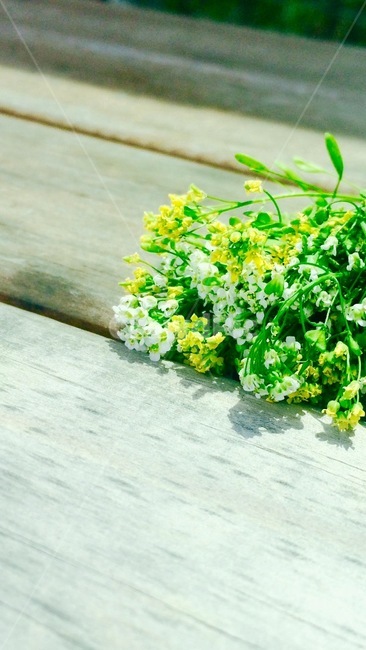 꽃,들꽃,봄,여름,드라이플라워,flower,dryflower,spring,summer,식물,자연,plants,nature,꽃,flower