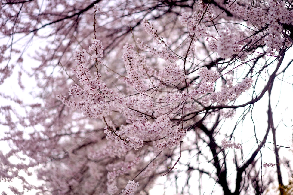 봄,봄꽃,벚꽃,봄나무,봄날,꽃,봄,계절,spring,season,식물,자연,plants,nature,꽃,flower,plant,blossom