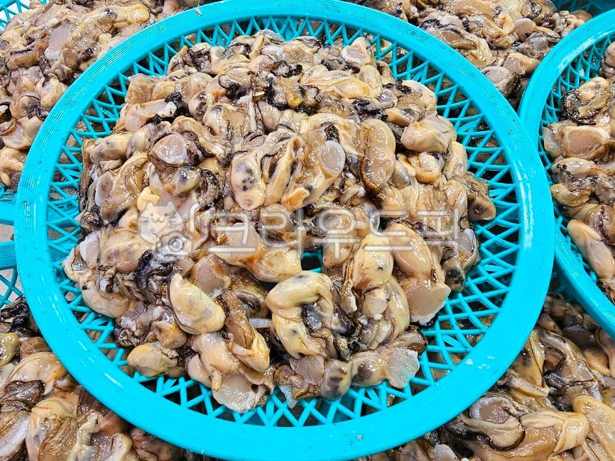 Oyster,seafood,shellfish,fresh,ingredient,sea,fishery,cookingingredient,sashimi,wildcaught