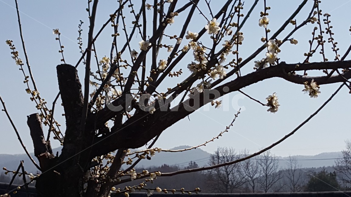 자연,식물,경치,매화,봄,꽃,식물,자연,plants,nature,꽃,flower