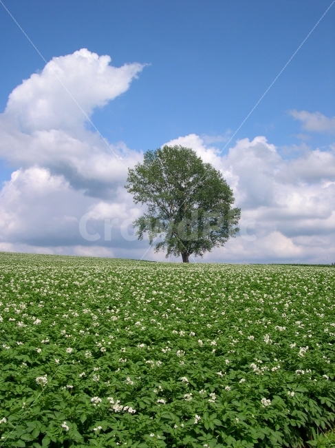 풍경,나무,배경,배경이미지,배경사진,백그라운드,빽그라운드,background,하늘,구름,한그루,꽃,꽃밭,감자,감자꽃,감자밭,재배,작물,농작물,밭,논밭,농업,농사,시골,전원,풍경사진,자연,풍경,nature,landscape,tree,plant,식물