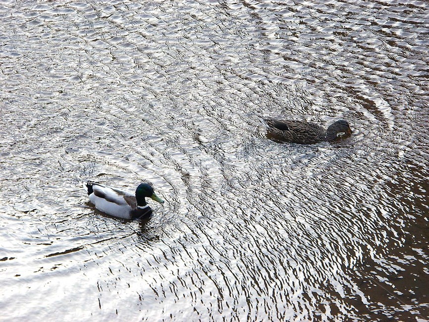 오리,천둥오리,조류,동물,실개천,동물,animal,조류,새,birds