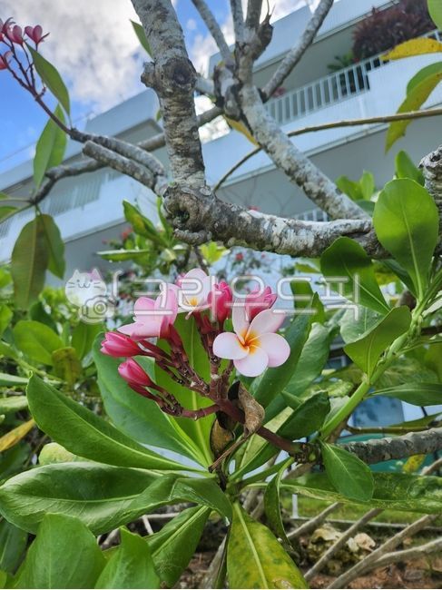 여름,바다,꽃,분홍꽃,플루메리아,summer,sea,flower