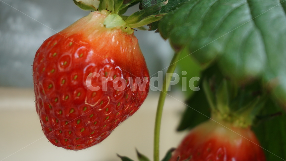 과일,식물,딸기,음식,봄열매,화분,과일,열매,fruit