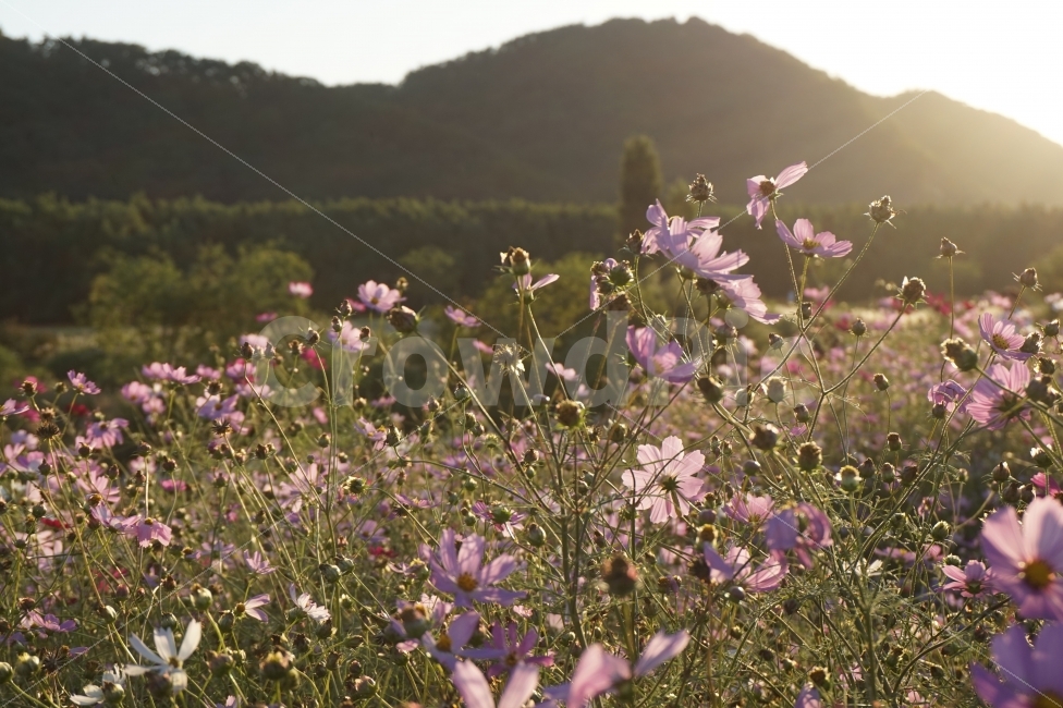 가을,코스모스,꽃,햇살,자연,풍경,일상,스냅,힐링,휴식,빛,fall,cosmos,flower,sunshine,nature,landscape,daily,snap,rest,light,sunlight,가을,계절,fall,autumn,season,식물,자연,plants,nature,꽃,flower,휴식,힐링,rest,relaxation,healing,jar,항아리,vase,병 장식,plant,potted plant,화분,pottery,도기류,blossom,geranium,제라늄