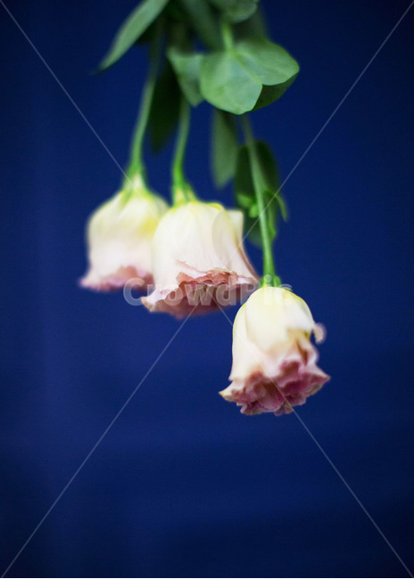 꽃,리시안션스,여름,청량,flower,감성사진,감성,식물,feeling,핑크꽃,꽃,flower