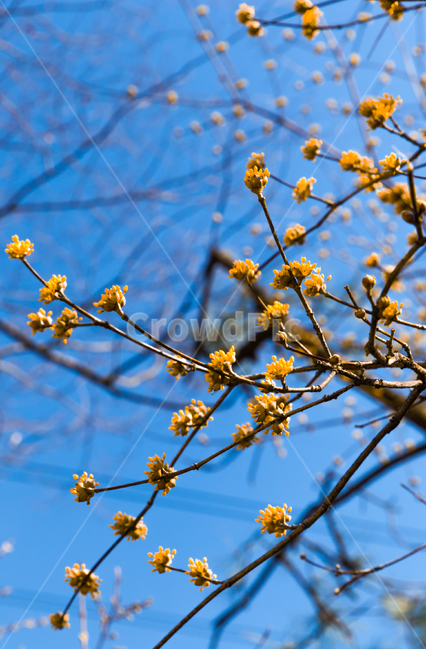 봄,인촌대공원,맑은날,꽃,봄꽃,봄,계절,spring,season,식물,자연,plants,nature,꽃,flower,plant