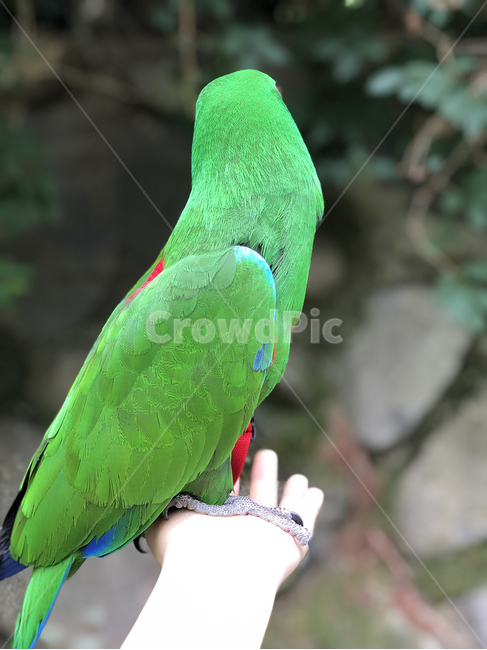 bird,새,animal,동물,앵무새,초록새,뉴기니아,뉴기니아앵무새,동물,animal,조류,새,birds