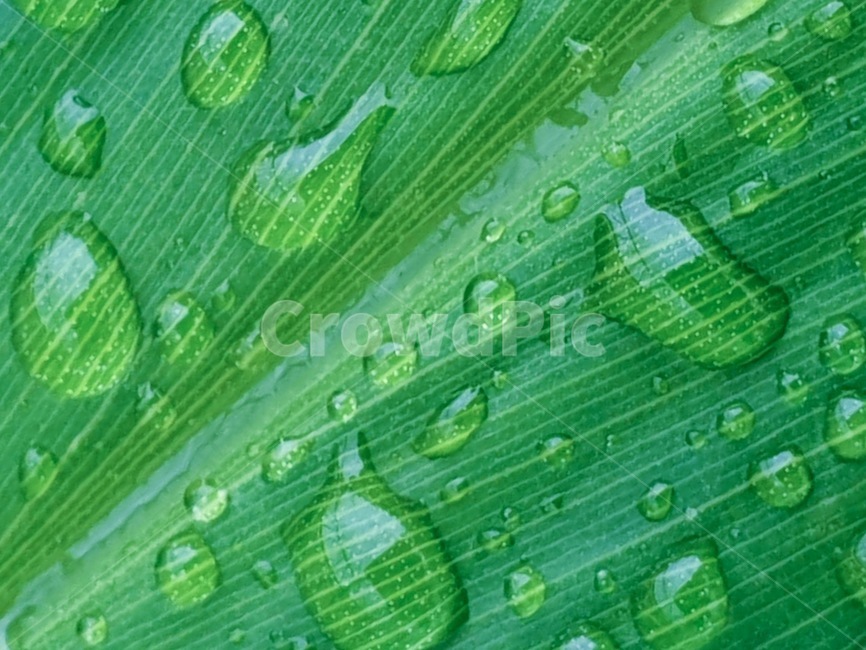 물방울,잎,leaf,waterdrop,raindrop,비,비오는날,rain,rainy