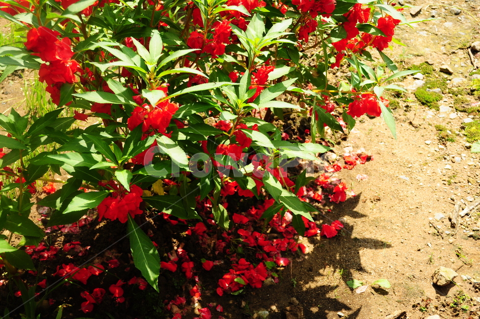 봉숭아,봉숭아꽃,꽃,잎,식물,봉숭아잎,식물,자연,plants,nature,꽃,flower
