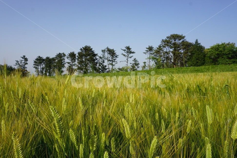 들,field,청보리,보리밭,자연,식물,자연,plants,nature