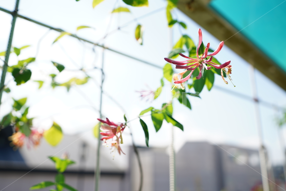 식물,생물,생명,자연,꽃,가지,감성,식물,자연,plants,nature,꽃,flower