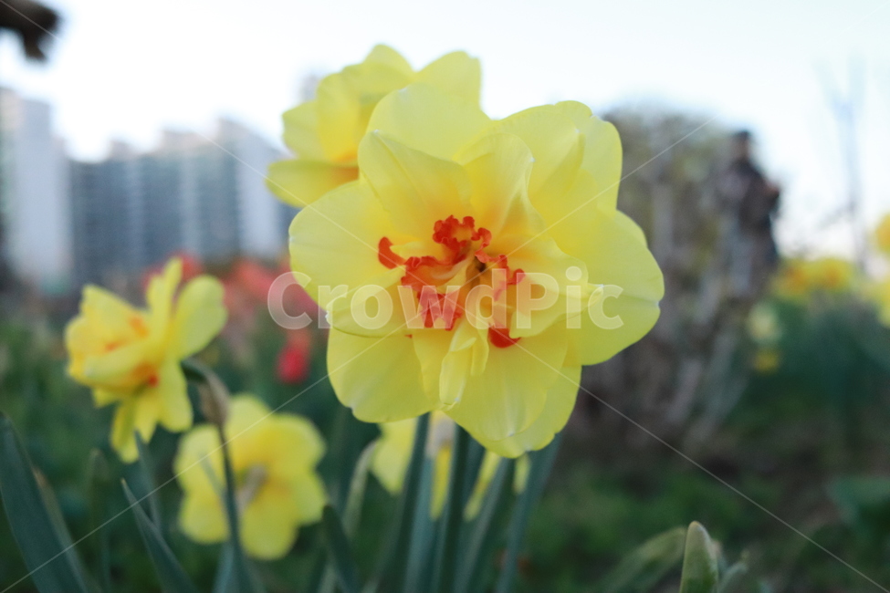 plant,blossom,꽃,식물,노란꽃