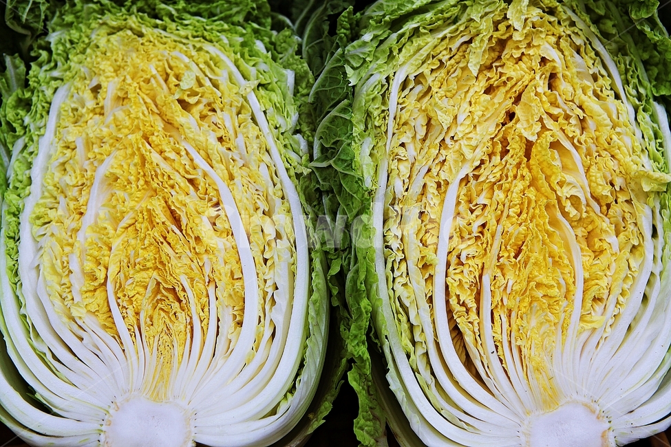 배추,포기,포기배추,김치,김치재료,채소,음식,요리,식재료,먹거리,배추잎,잎,김장,가을,추수,수확,채소,야채,vegetables