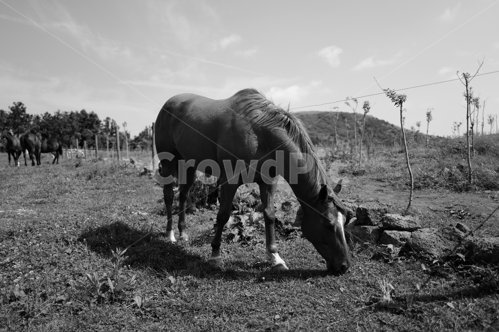 말,흑백,초원,식사,먹이,동물,animal,포유류,mammal,흑백,모노톤,monochrome,black and white