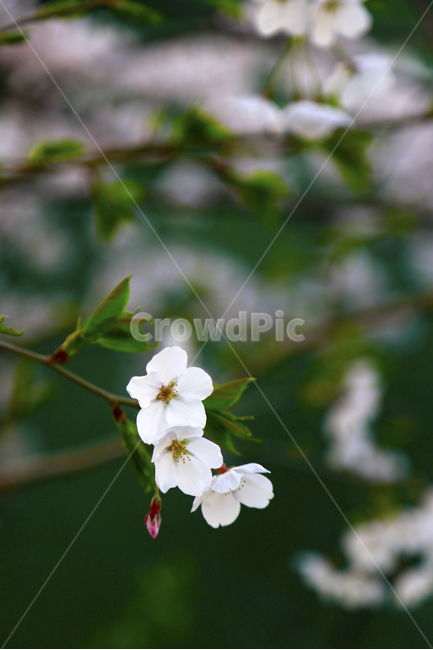 봄,벚꽃,꽃,봄꽃,spring,식물,봄,계절,spring,season,식물,자연,plants,nature,꽃,flower,blossom,geranium,제라늄,plant