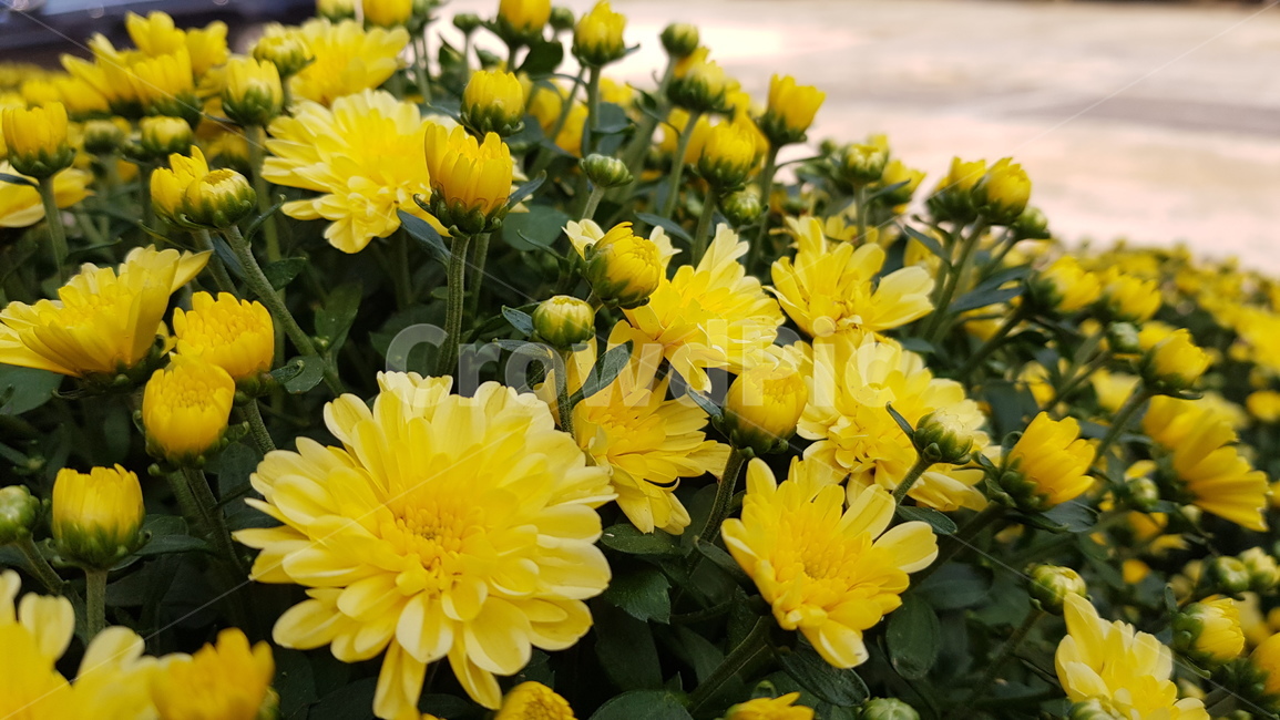 식물,꽃,국화,blossom,flower