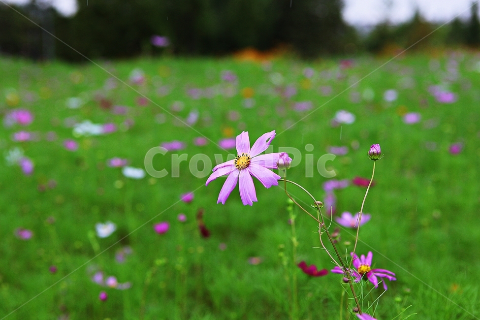 코스모스,꽃,꽃잎,식물,공원,가을,가을꽃,식물,자연,plants,nature,꽃,flower