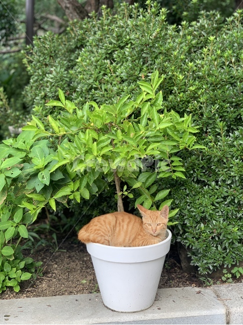 고양이,cat,항아리,식물,화분,동물,animal,포유류,mammal,고양이,cat,kitten,kitty
