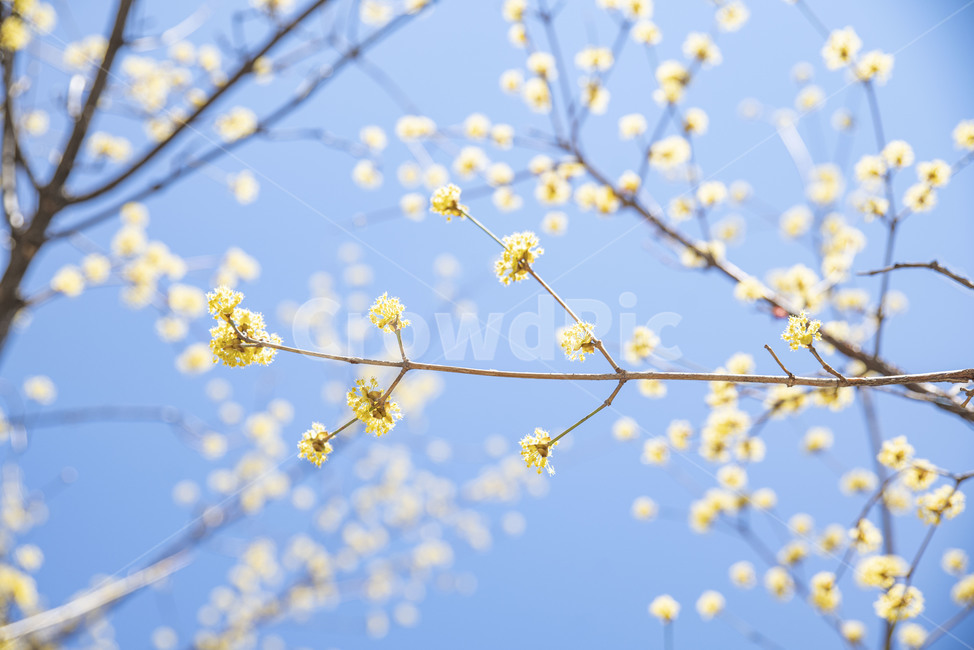 산수유,봄꽃,노랑,꽃나무,노랑꽃,plant,식물,식물,자연,plants,nature,꽃,flower