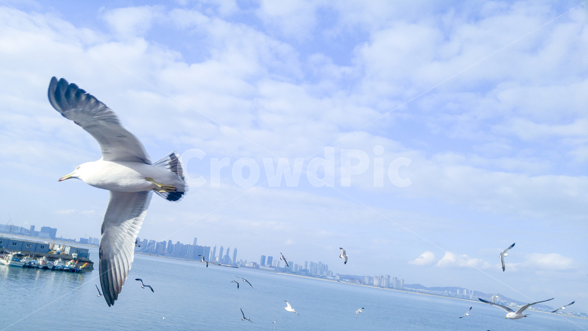 바다,풍경,갈매기,새,하늘,동물,animal,조류,새,birds
