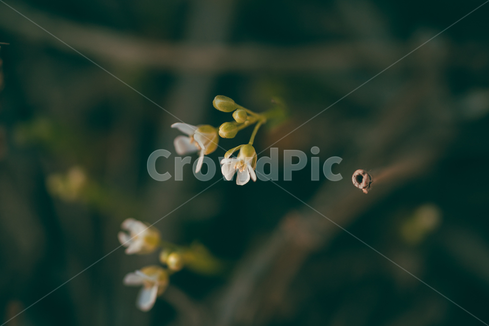 꽃,flower,식물,야생화,냉이꽃