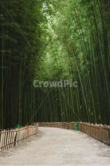 대나무,울산,십리대밭길,십리대밭,길,bamboo,ulsan,자연,풍경,nature,landscape,plant,식물