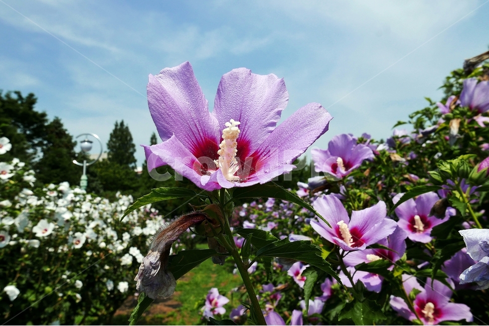 background,바탕,배경,배경이미지,백그라운드,이미지,컨셉,오브젝트,아시아,대한민국,한국,동양,꽃,꽃밭,꽃잎,무궁화,무궁화꽃,나라꽃,국화,개화,식물,풀,야외,실외,풍경,경치,오후,낮,맑은,화창한,날씨,아름다운,예쁜,화사한,분홍,분홍색,분홍꽃,꽃가루,애국,만세,삼일절,광복절,개천절,6월,여름,보훈,한글,한국화,태극,잎,이파리,초록,녹색,초록색,공원,정원,무궁화공원,부산,대연식물원,하늘,푸른하늘,구름,식물,자연,plants,nature,꽃,flower