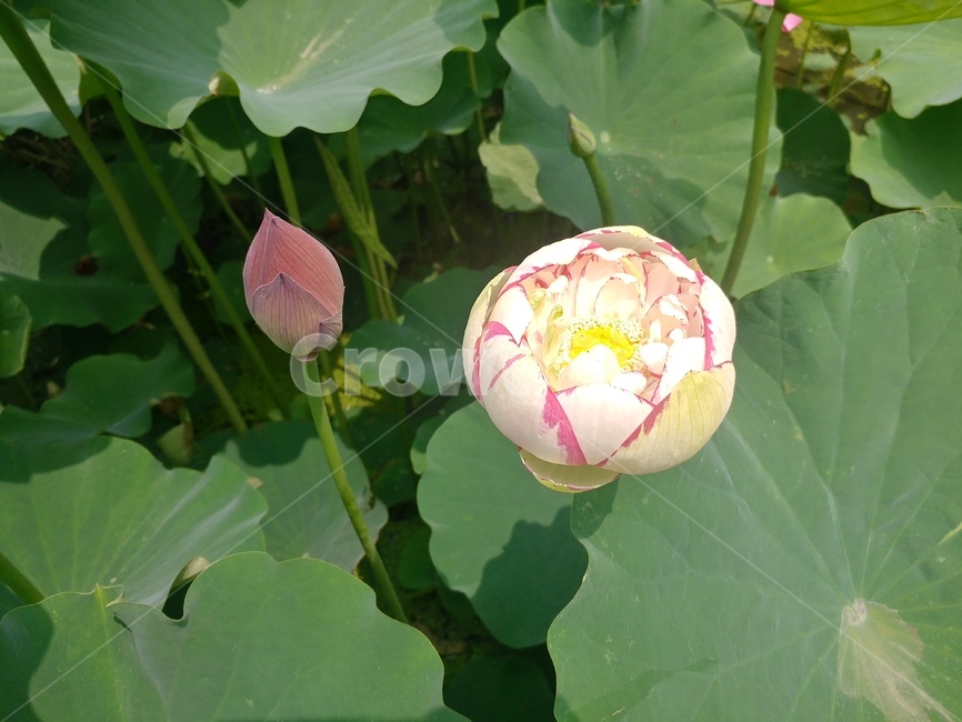 연꽃,꽃,관곡지,plant,식물,식물,자연,plants,nature,꽃,flower