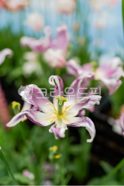 spring flowers,spring,blossom,Tulip,flower garden,flowering,flower