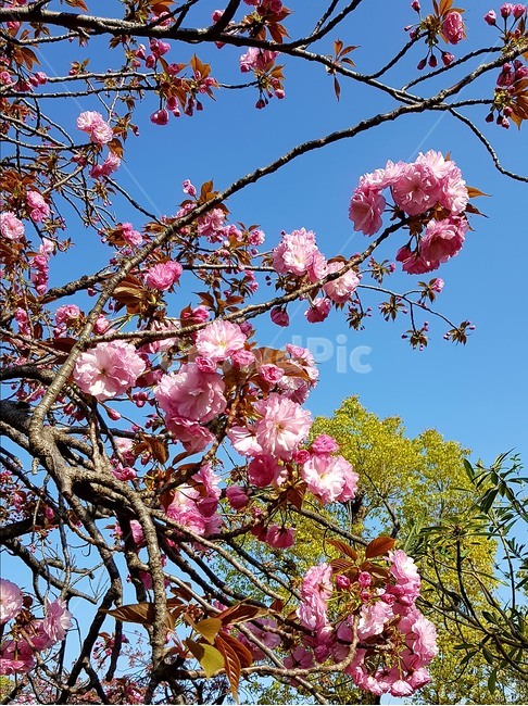 벚꽃,꽃,겹벚꽃,봄,나무,spring,flower,봄,계절,spring,season,식물,자연,plants,nature,꽃,flower,plant,blossom,cherry blossom