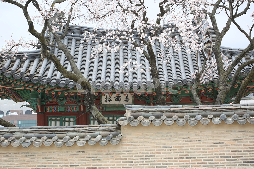 궁,봄,꽃,palace,flower,spring,지붕,roof,창덕궁,봄,계절,spring,season,한국전통,한국문화,korean traditional,korean culture,식물,자연,plants,nature,나무,trees,wood,건축물,건물외관,exterior,building,structure,architecture,construction