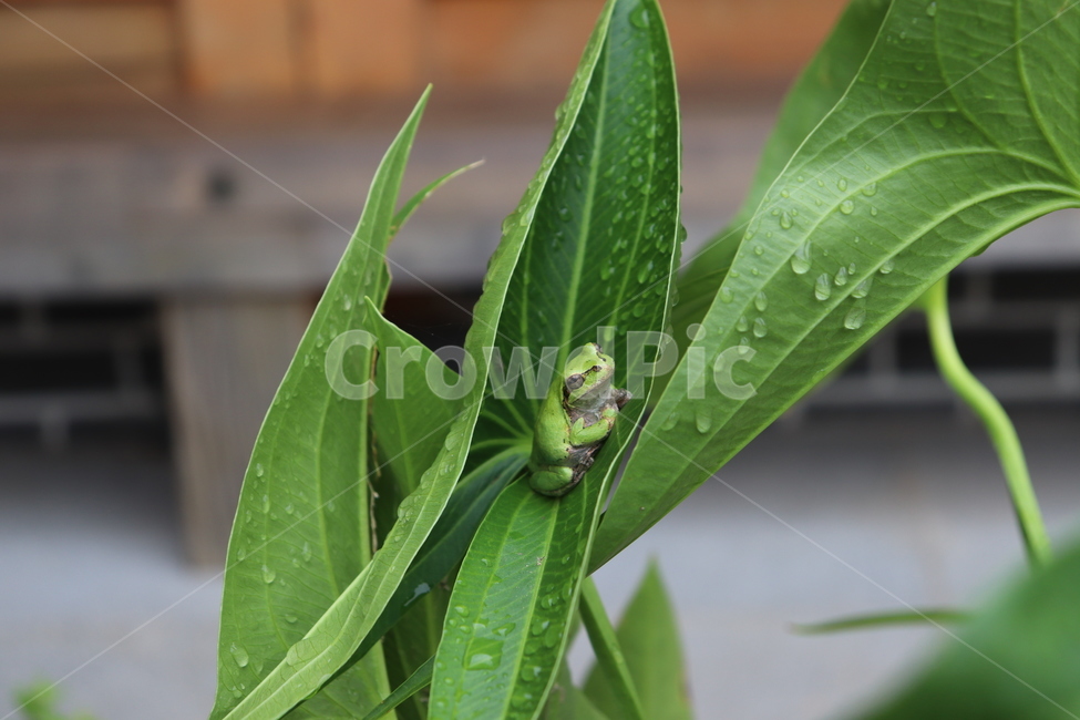 자연,풍경,연못,동물,동식물,연잎,개구리밥,개구리,nature,naturephoto,naturephotography,frog,lotus,lotusleaf,animal,청개구리,파충류,양서류,동물,animal,파충류,양서류,reptile,amphibian