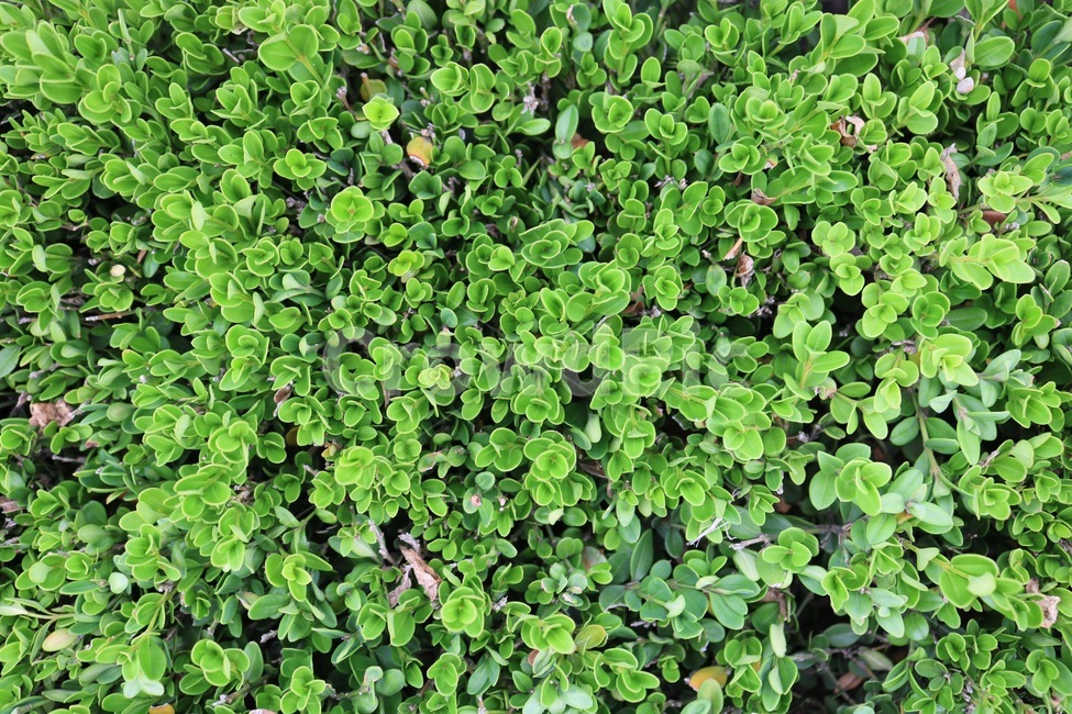 식물,자연,초록,plants,shokubutsu,nature,green,midori,식물,자연,plants,nature
