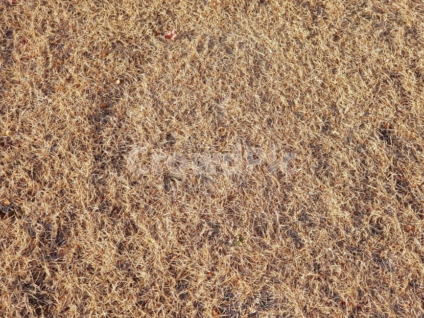 잔디,자연,배경,갈색잔디,풍경,정원,필드,땅,토지,식물,야외,옥외,표면,질감,브라운,식물,자연,plants,nature,텍스처,질감,패턴,texture,pattern