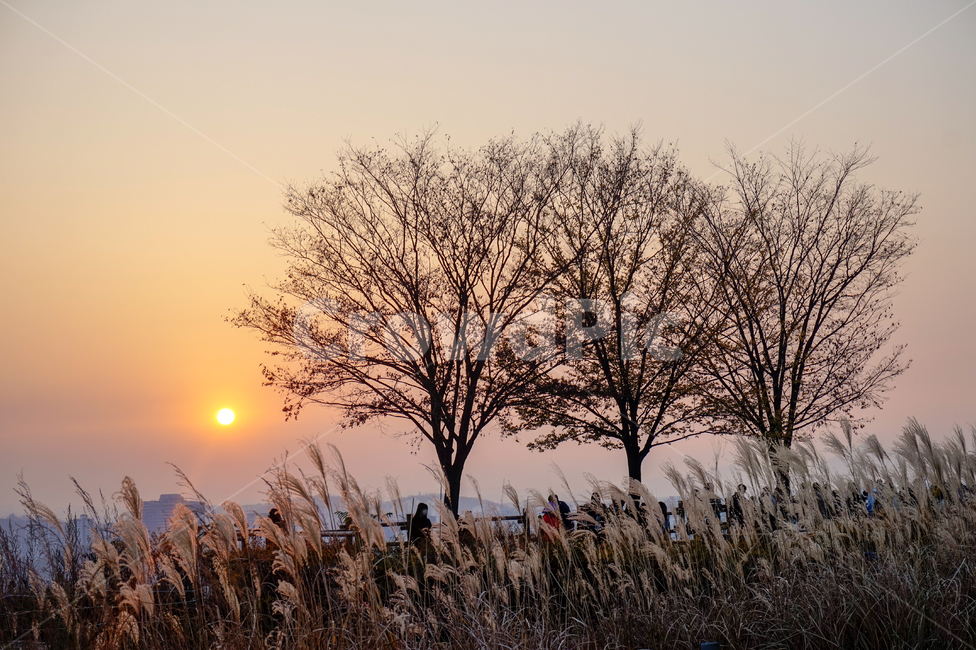 가을,fall,scenery,노을,가을하늘,자연,나무들,3,가을석양,가을모습,brown,갈색,가을풍경,autumn,trees,sky,sunset,three,view,landscape,억새,억새밭,가을,계절,fall,autumn,season,자연,풍경,nature,landscape,grass,잔디,plant,식물,lawn,reed,갈대