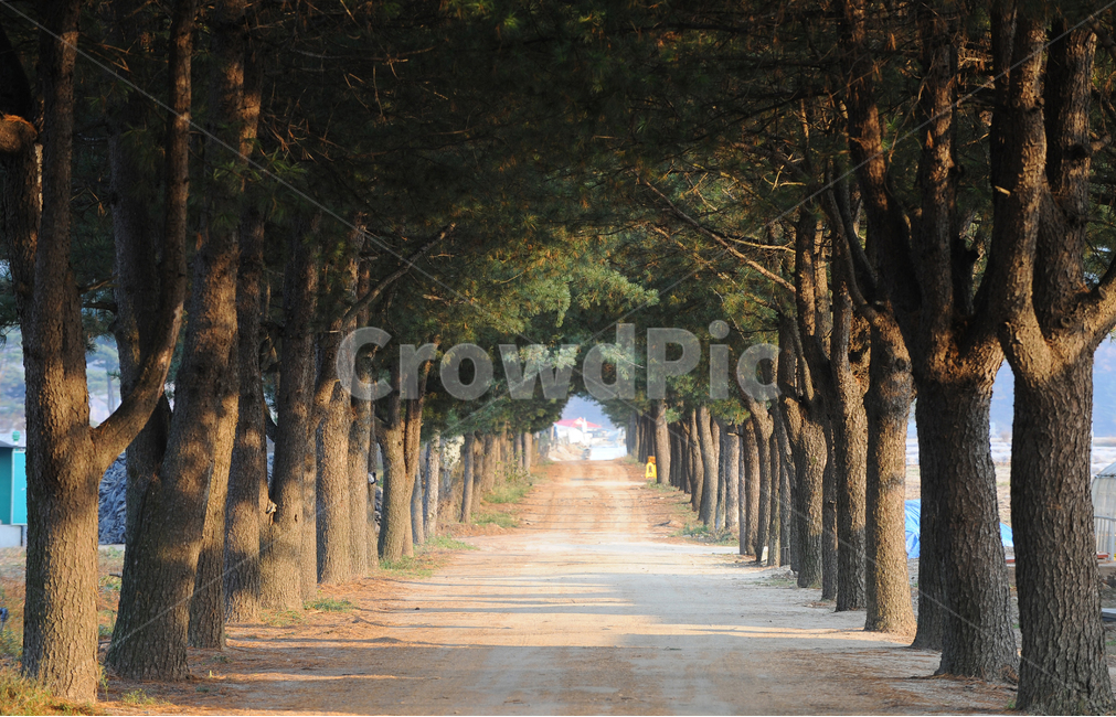 숲길,길,소나무,전나무,나뭇길,자연,풍경,자연,풍경,nature,landscape,한국자연풍경,한국자연경관,korea nature landscape,식물,plants,나무,trees,wood,plant,tree,tree trunk,나무 줄기