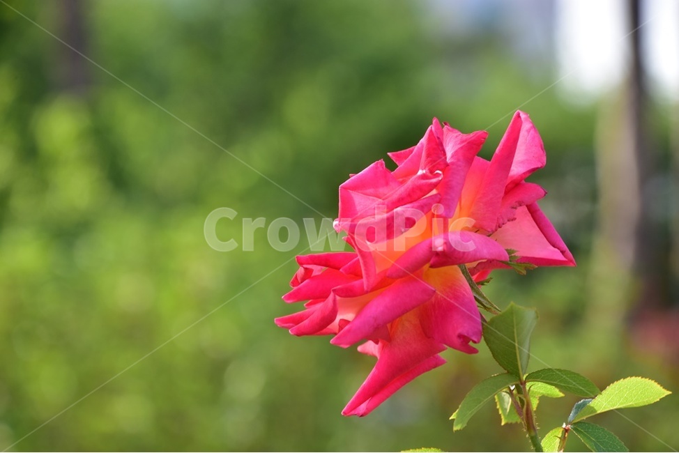 장미,계절의여왕,겨울장미,넝쿨장미,붉은장미,식물,자연,plants,nature,꽃,flower