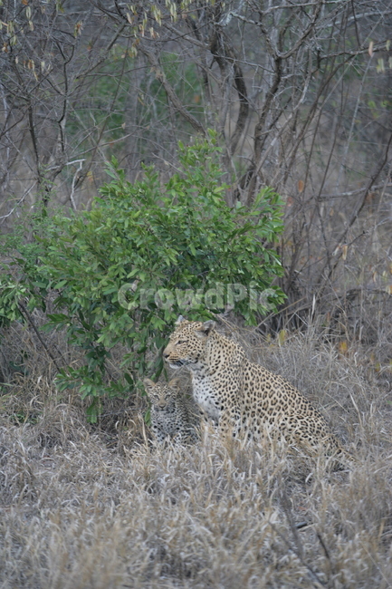 초원,사파리,야생동물,동물,은신,표범,치타,wildlife,animal,야생,동물,animal,포유류,mammal