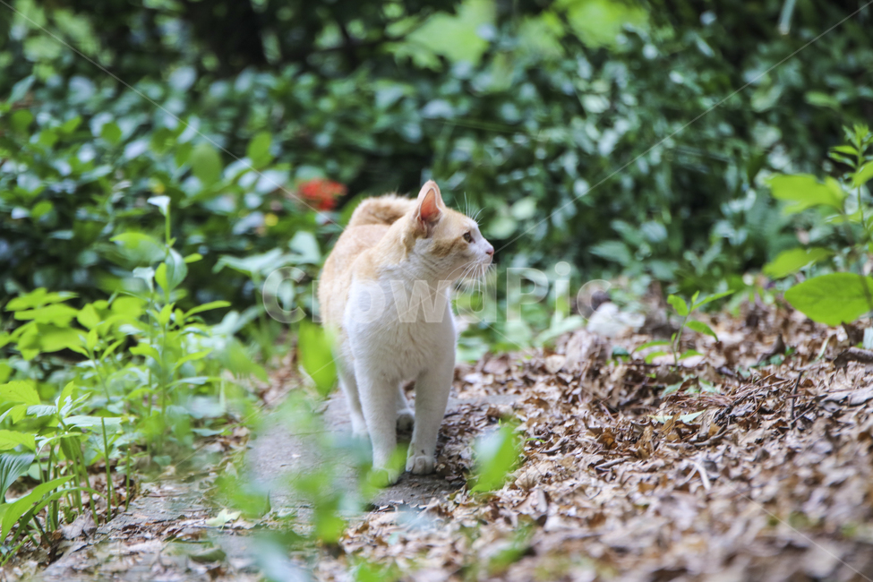 고양이,치즈냥,길고양이,길냥이,애완동물,반려동물,동물,cat,자연,동물,animal,포유류,mammal,고양이,cat,kitten,kitty