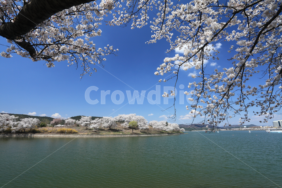 Gyeongbuk,scenery,trees,spring,spring flowers,beautiful,South Korea,Gyeongsangbukdo,plants,cherry trees,season,resort,Bomun Tourist Complex,sky,waterside,nature,Gyeongjusi,famous attractions,Bomun Lake,branches,water,Gyeongju,cherry blossoms,background,sp