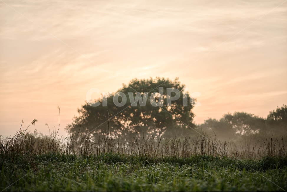 물안개,새벽,늪,일출,자연,풍경,몽환,자연,풍경,nature,landscape,weather,날씨,outdoors,옥외