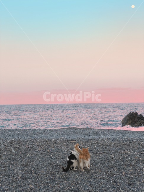 고양이,하늘,바다,일몰,노을,cat,animal,sea,sky,sunset,달,moon