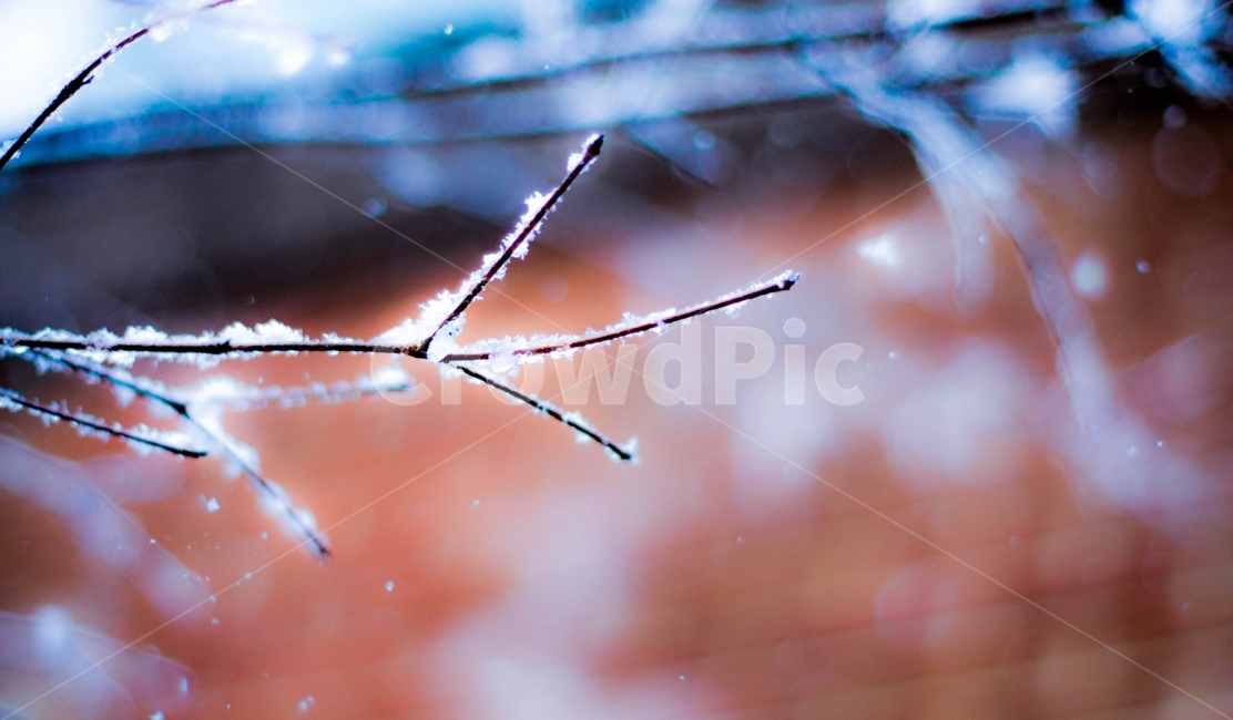 눈꽃,나뭇가지,겨울,winter,snow,차가움,편안함,겨울왕국,하얀색,감성,이쁜,겨울,계절,winter,season,식물,자연,plants,nature,감성,sensible,feeling