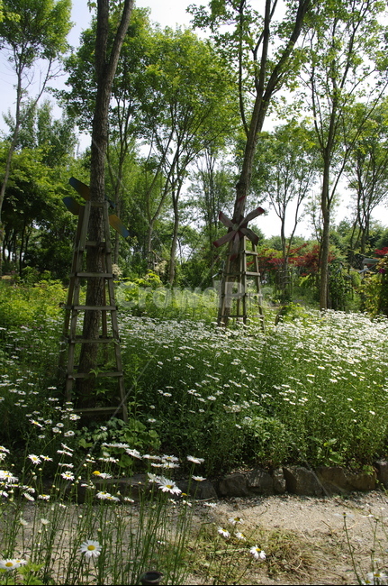 초록,나무,잎,꽃,flower,식물,plant,계절,봄,spring,자연,풍경,nature,landscape,tree,outdoors,옥외