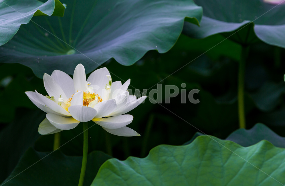 연꽃,연잎,순결,청초,자연,습지,식물,자연,plants,nature,꽃,flower