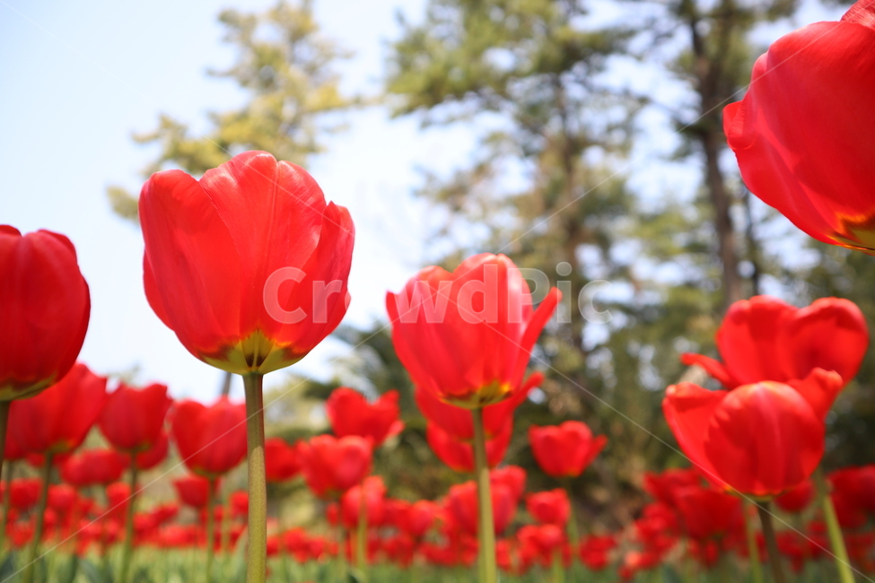 튤립,축제,꽃,빨간꽃,봄,red,flower,tulip,식물,튤립축제,생화,조화