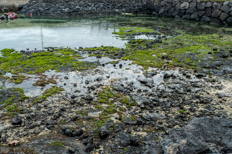자연,제주,제주도,섬,nature,풀,물,이끼,돌,plant,식물,자연,풍경,nature,landscape,algae,조류
