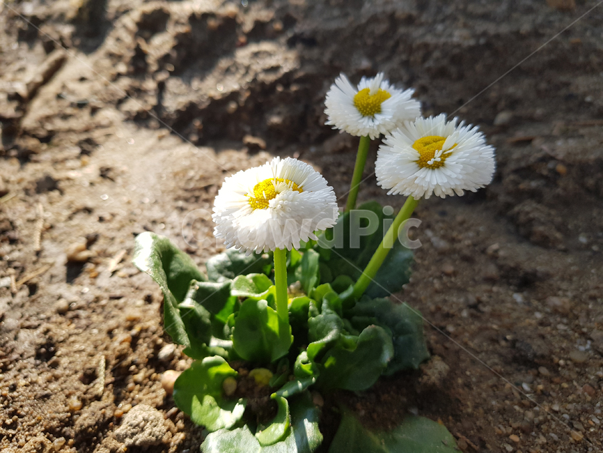 식물,꽃,flower,자연,화이트
