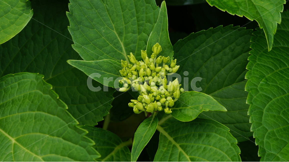 수국,꽃,꽃사진,식물,자연,식물,자연,plants,nature,꽃,flower
